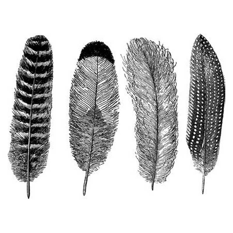 FEATHERS - BLACK FUSIBLE DECALS